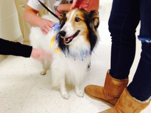 Therapy Dogs at Work at Franklin Regional High School