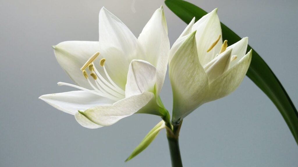 Lillyflower2003: An Extensive Discovery Of An Appealing Virtual Personality Lillyflower2003